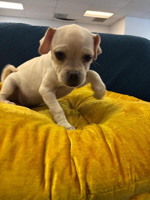 Enlarge Juggle the Puggle, a Adoptable Mixed Breed in Van Nuys, CA image 2/5