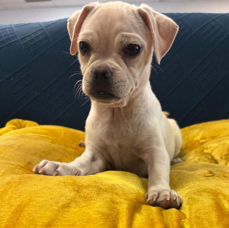 Enlarge Juggle the Puggle, a Adoptable Mixed Breed in Van Nuys, CA image 3/5