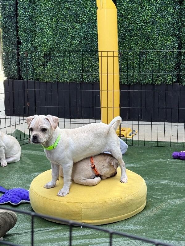 Enlarge Juggle the Puggle, a Adoptable Mixed Breed in Van Nuys, CA image 4/5