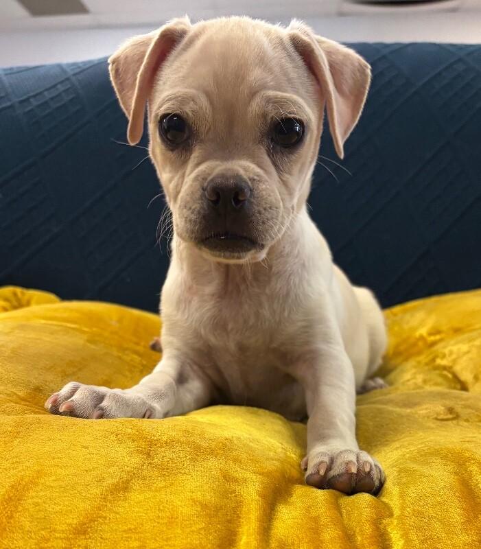 Enlarge Juggle the Puggle, a Adoptable Mixed Breed in Van Nuys, CA image 5/5