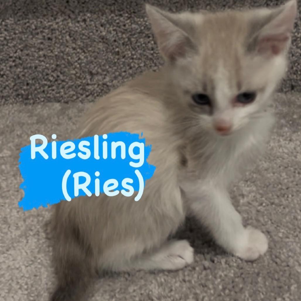 Reisling "Reis", Adoptable, Kitten Male Siamese.