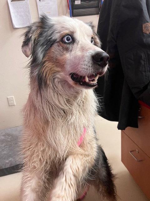 Atlas, Adoptable, Adult Male Australian Shepherd.