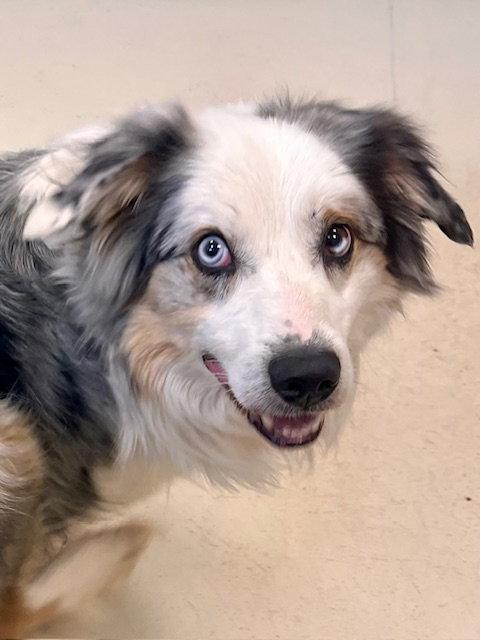 Enlarge Atlas, a Adoptable Australian Shepherd in Webster, WI image 2/3