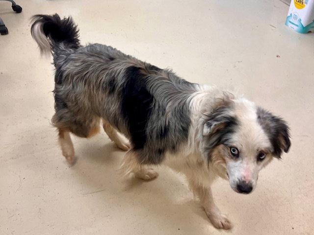 Enlarge Atlas, a Adoptable Australian Shepherd in Webster, WI image 3/3