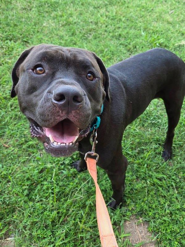 Enlarge Nool, a Adoptable mixed breed in Millersville, MD image 1/1