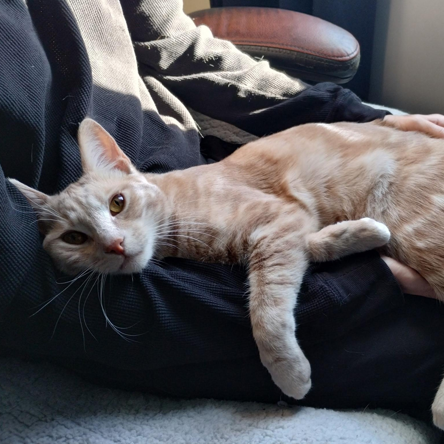 Webster, Adoptable, Young Male Domestic Short Hair.