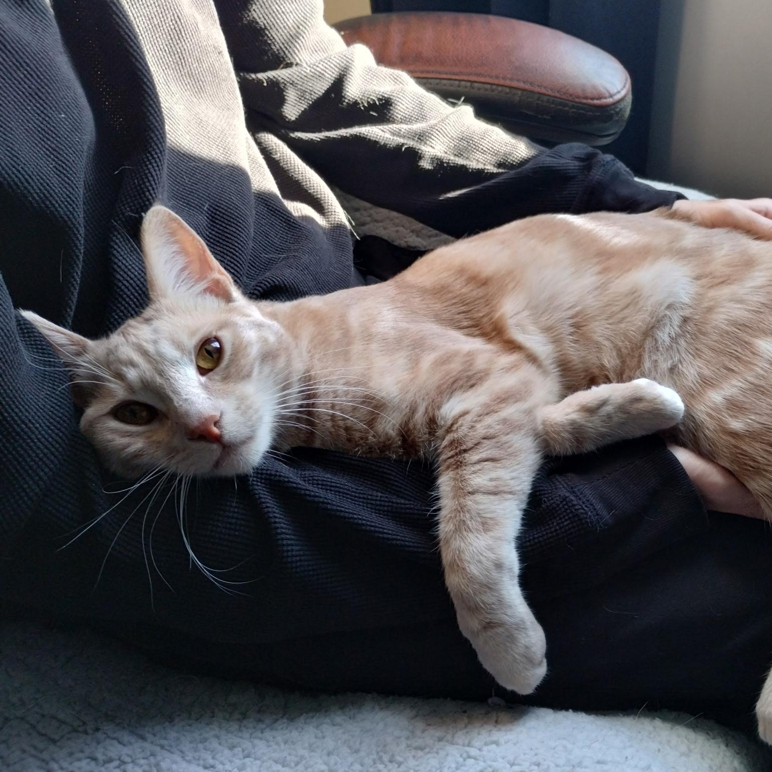 Enlarge Webster, a Adoptable mixed breed in San Carlos, CA image 1/5