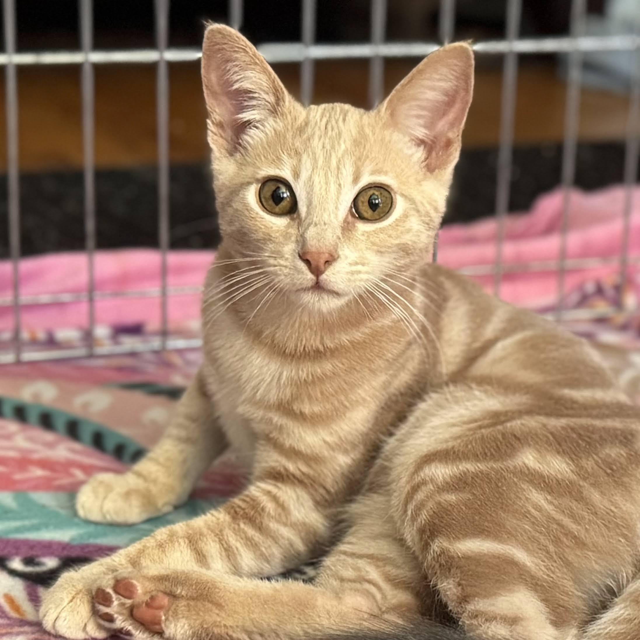 Webster, a Adoptable mixed breed in San Carlos, CA image 2/3