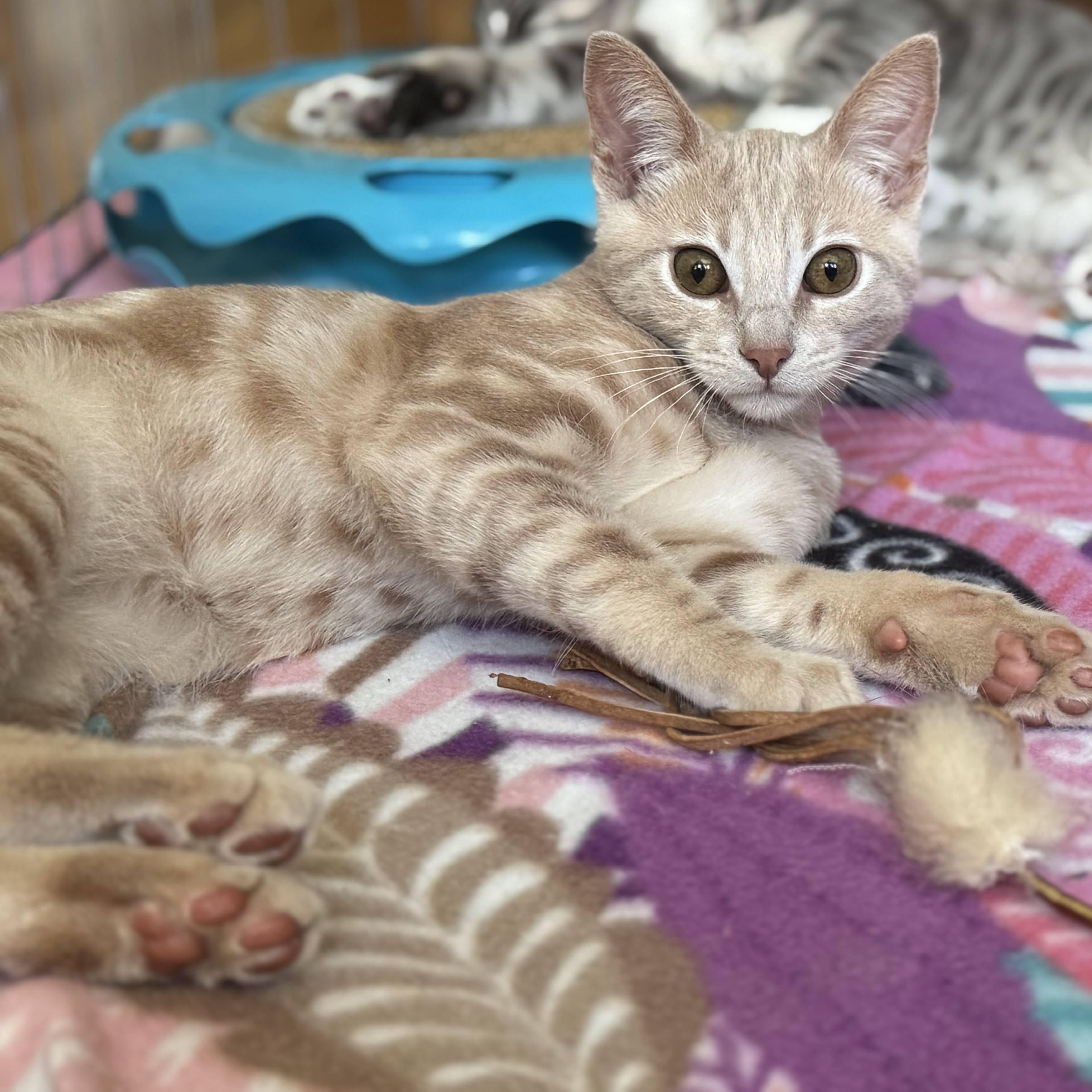 Webster, a Adoptable mixed breed in San Carlos, CA image 3/3