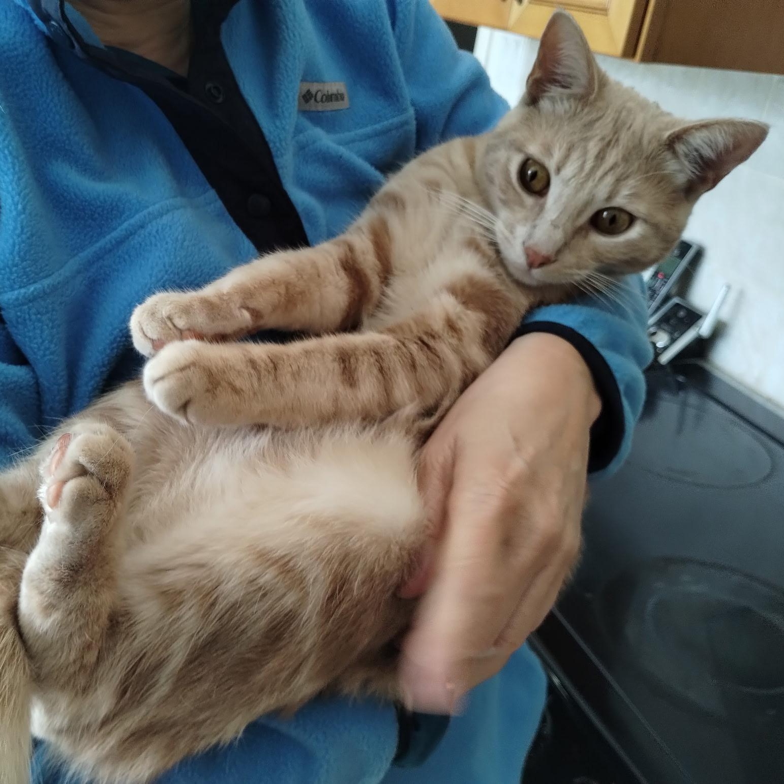 Webster, Adoptable, Young Male Domestic Short Hair.