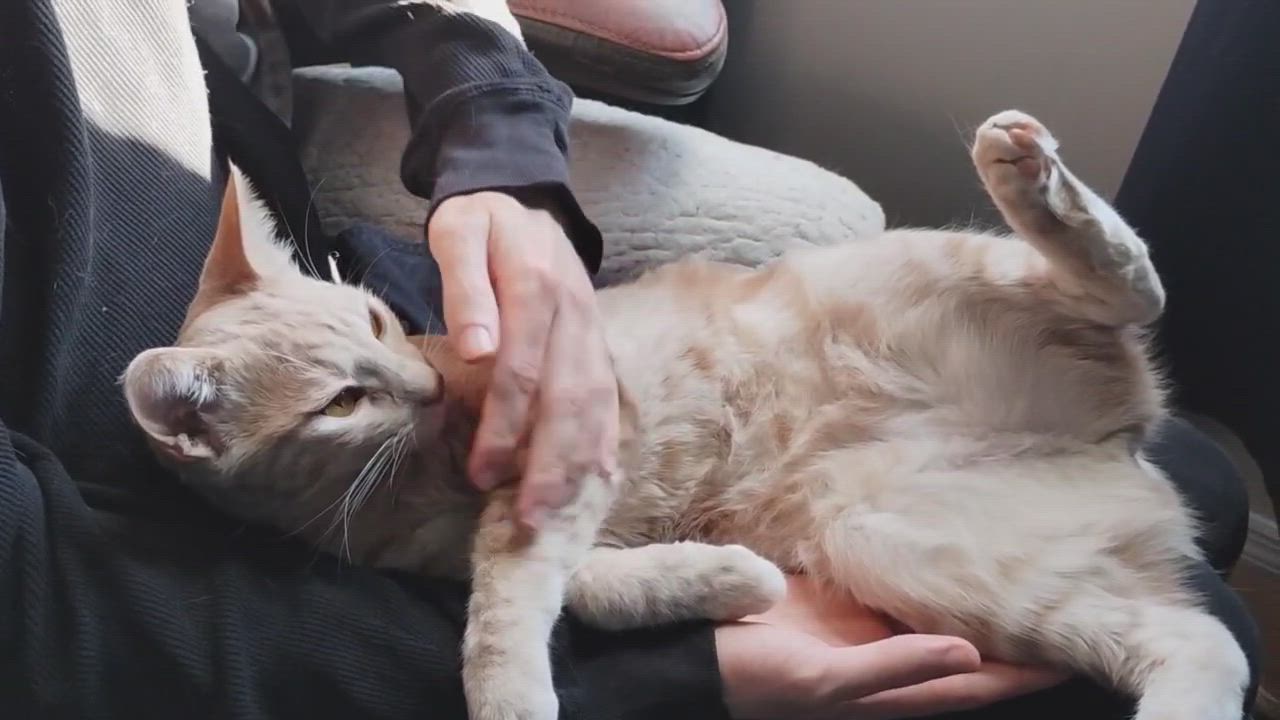 Enlarge Webster, a Adoptable mixed breed in San Carlos, CA video 5/5