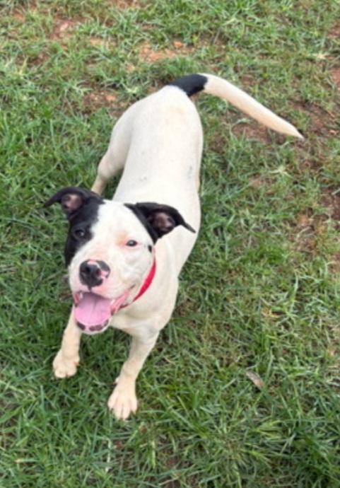 Shelby, Young Female unknown