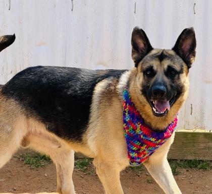 Capt $25 Fostered, Adoptable, Young Male German Shepherd Dog & Mixed Breed.