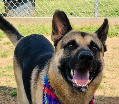 Enlarge Capt $25 Fostered, a Adoptable mixed breed in Seneca, SC image 2/3