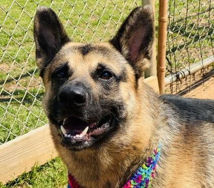 Enlarge Capt $25 Fostered, a Adoptable mixed breed in Seneca, SC image 3/3