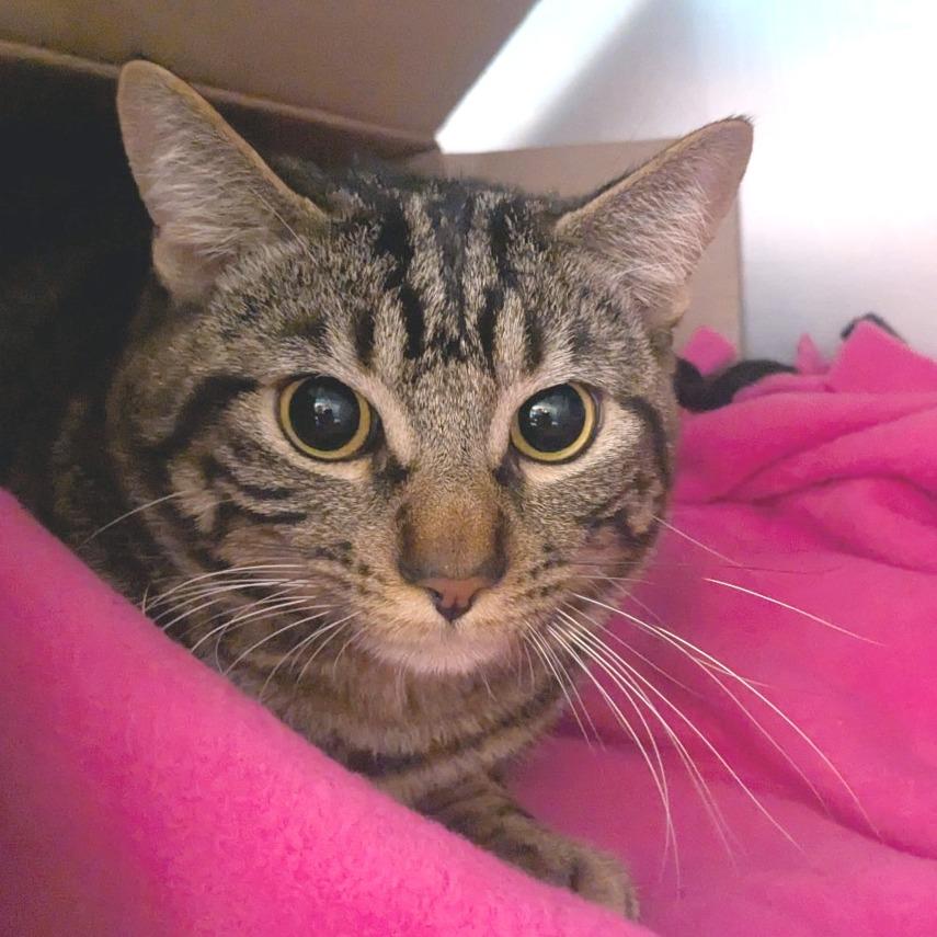 Shadow, a Adoptable Domestic Short Hair in Providence, RI image 2/4