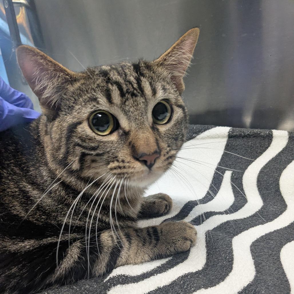 Shadow, a Adoptable Domestic Short Hair in Providence, RI image 3/4