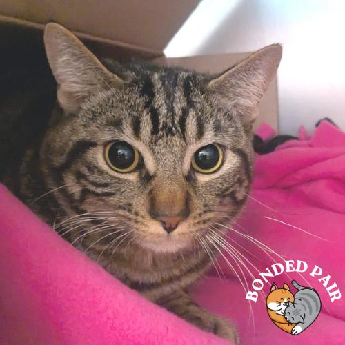 Shadow, a Adoptable Domestic Short Hair in Providence, RI image 4/4