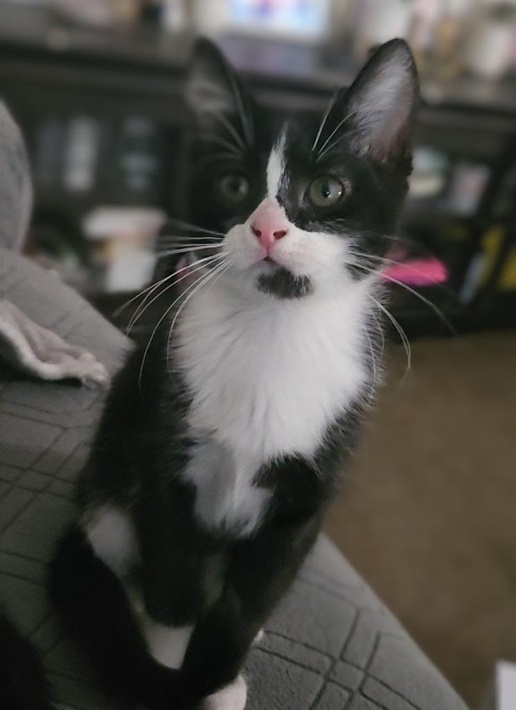 Griddle & Gumbo (bonded pair), adopted, Young Female Tuxedo.
