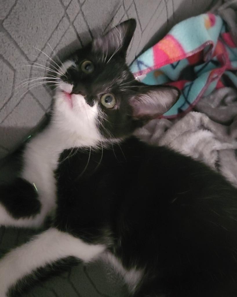 Griddle & Gumbo (bonded pair), an adopted Tuxedo in Frankfort, KY image 2/2