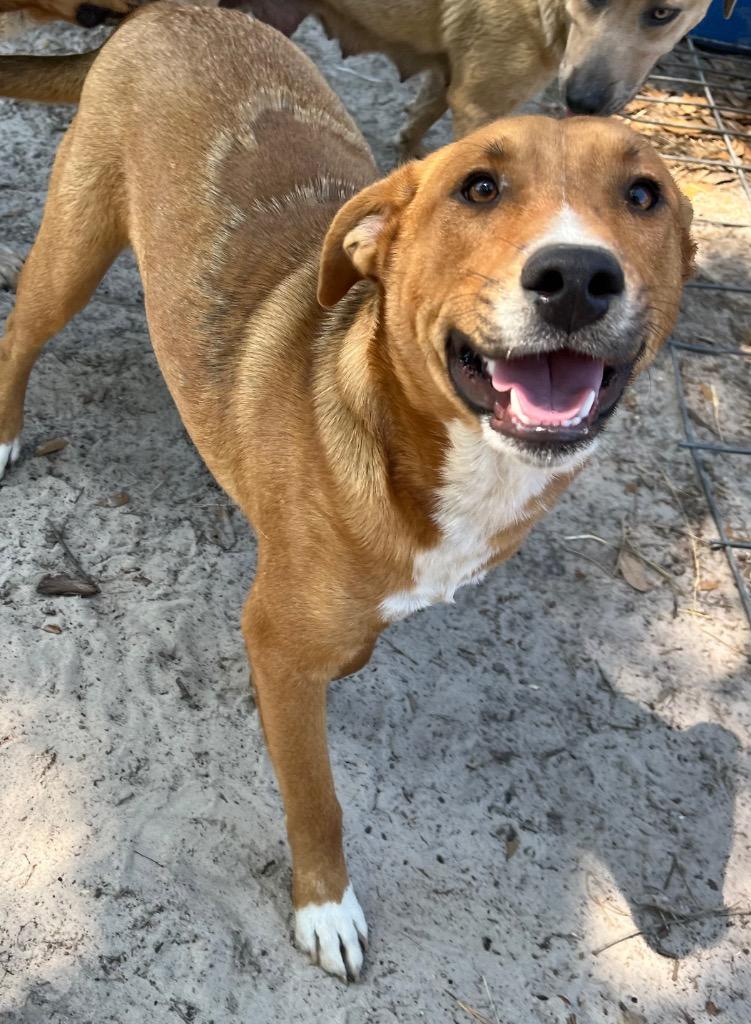 Enlarge Keyes, a Adoptable mixed breed in Waynesville, GA image 1/6