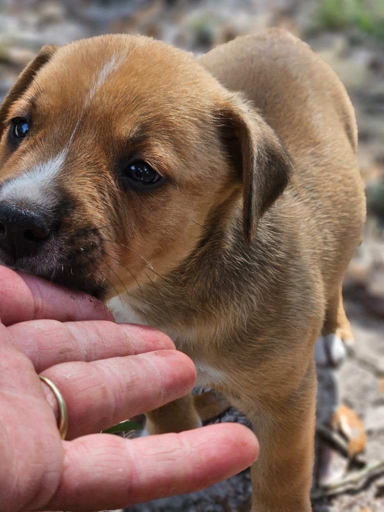 Enlarge Keyes, a Adoptable mixed breed in Waynesville, GA image 1/6