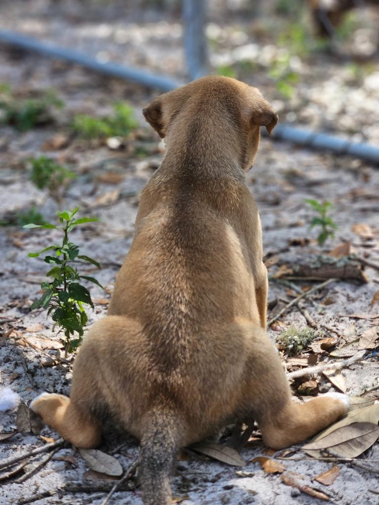 Enlarge Keyes, a Adoptable mixed breed in Waynesville, GA image 2/6