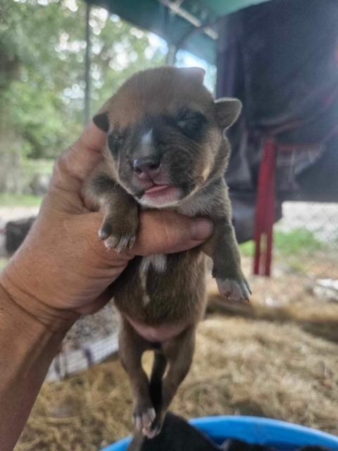 Enlarge Keyes, a Adoptable mixed breed in Waynesville, GA image 3/6