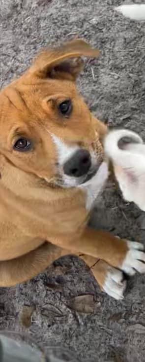 Enlarge Keyes, a Adoptable mixed breed in Waynesville, GA image 5/6