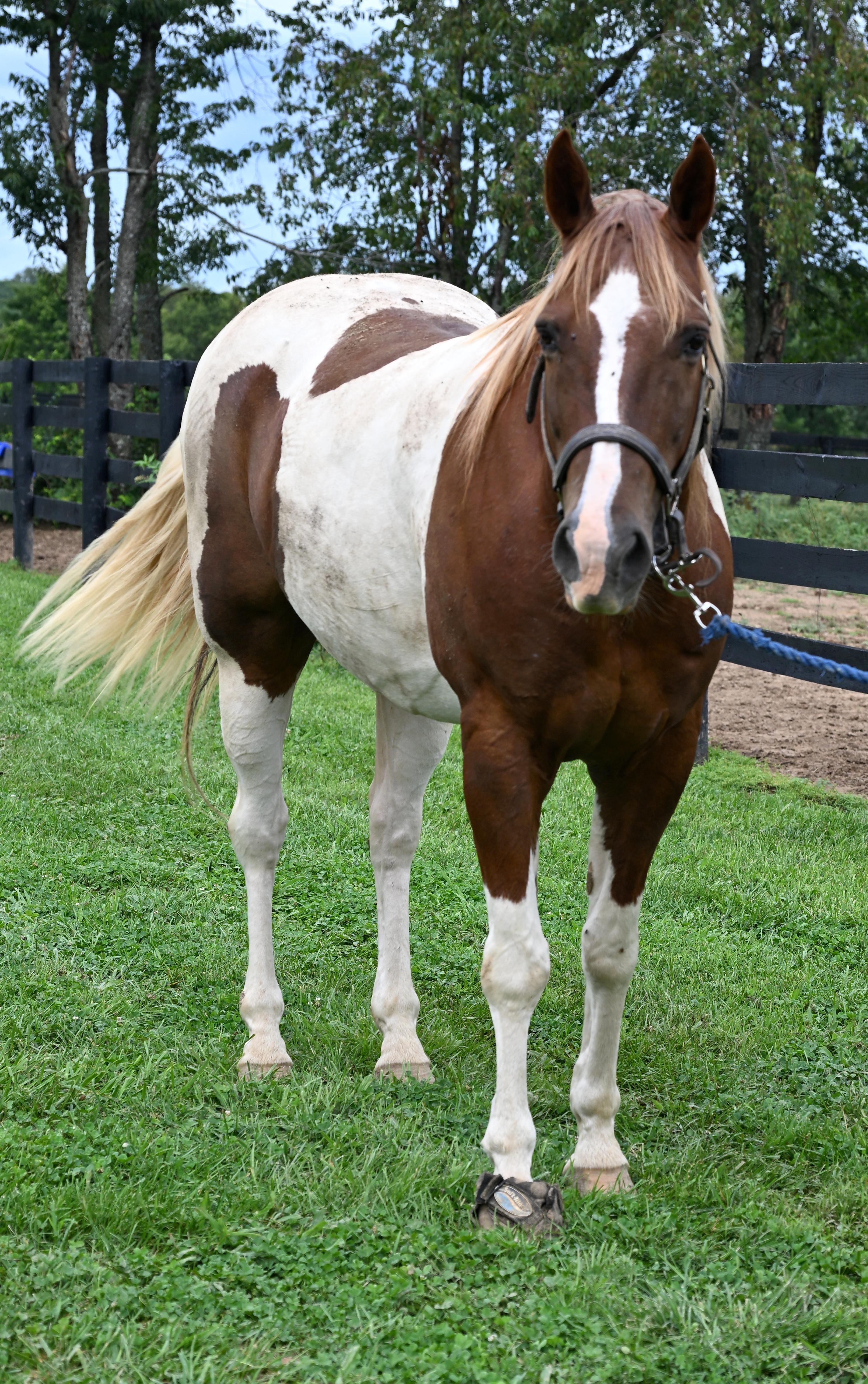 Enlarge Dakota, a Adoptable Paint / Pinto in Nicholasville, KY image 5/5