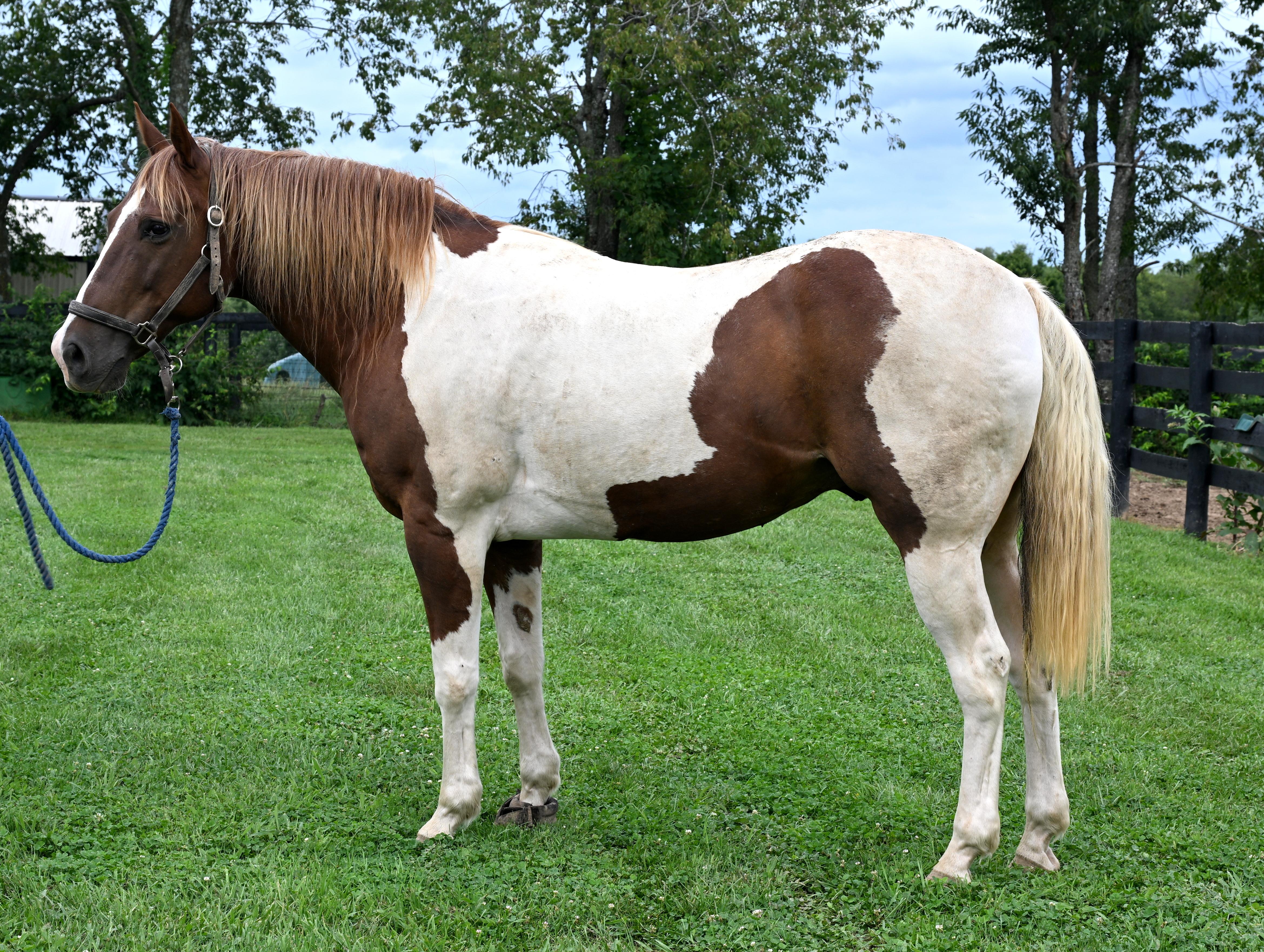 Dakota, Adoptable, Adult Male Paint / Pinto.