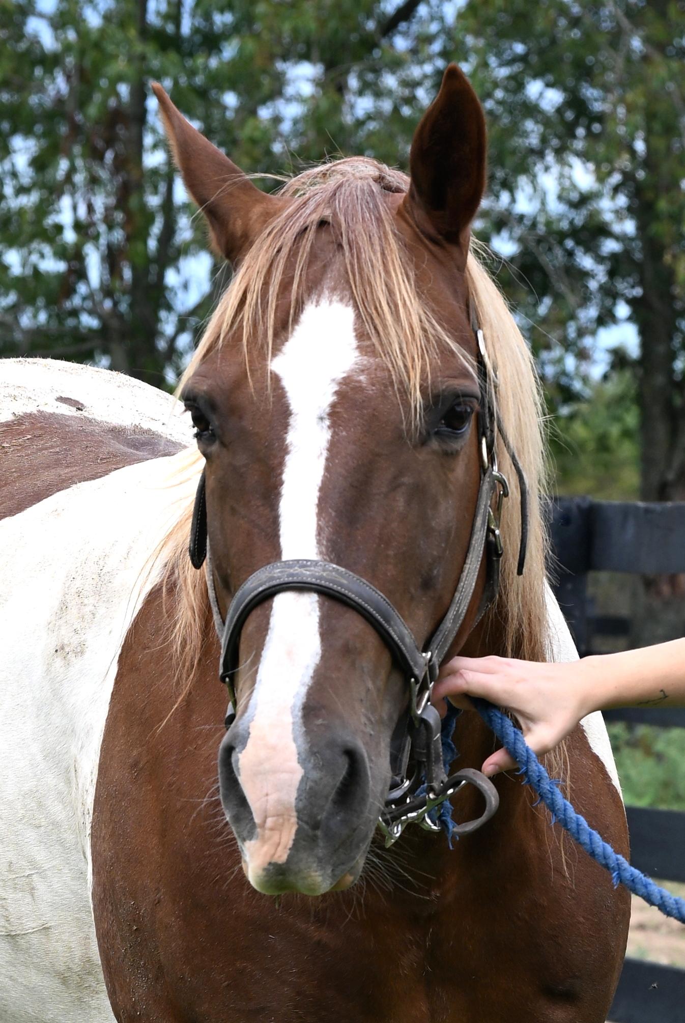 Enlarge Dakota, a Adoptable Paint / Pinto in Nicholasville, KY image 4/5
