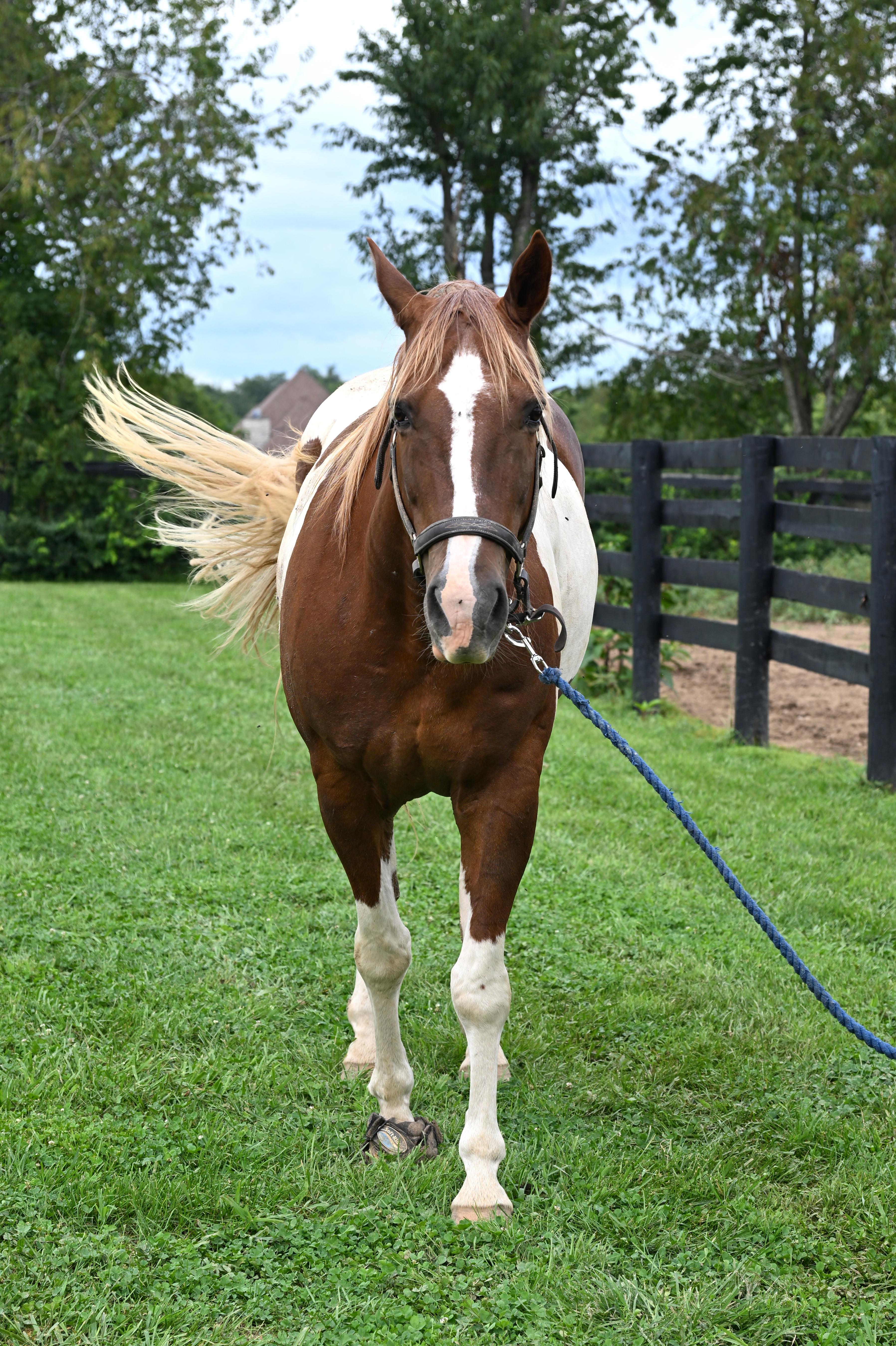 Enlarge Dakota, a Adoptable Paint / Pinto in Nicholasville, KY image 3/5