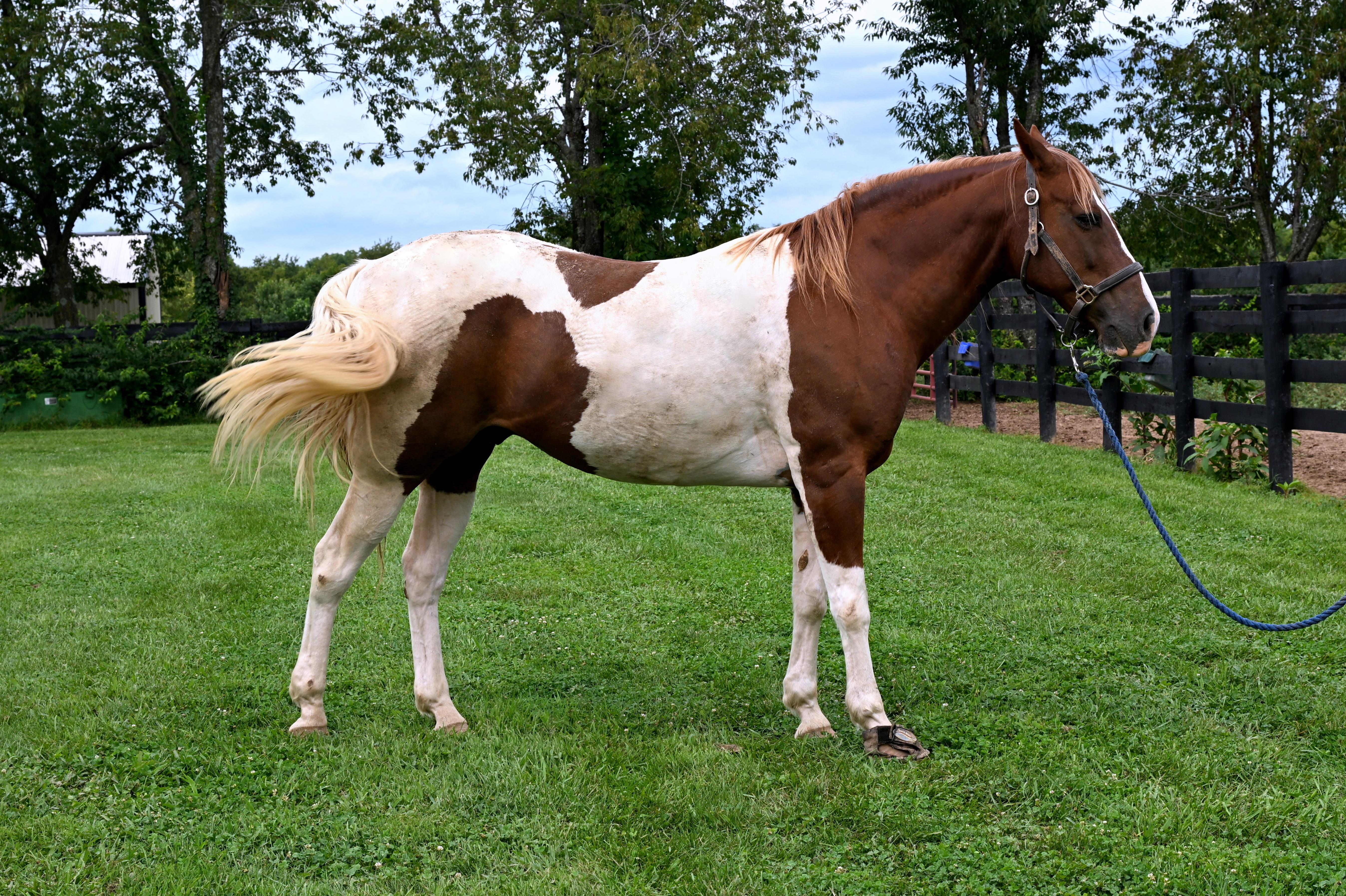 Enlarge Dakota, a Adoptable Paint / Pinto in Nicholasville, KY image 2/5