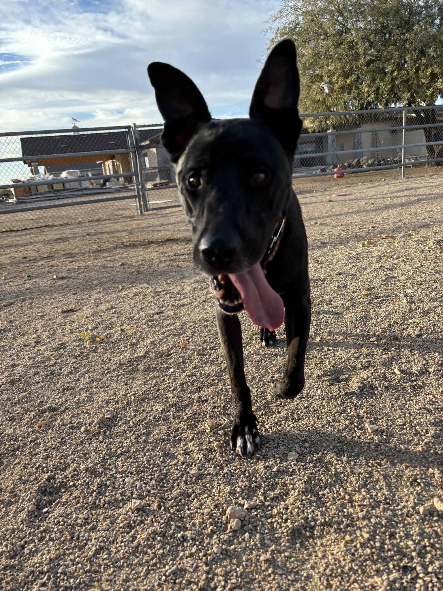 Mickey, a Adoptable mixed breed in Glendale, AZ image 1/6