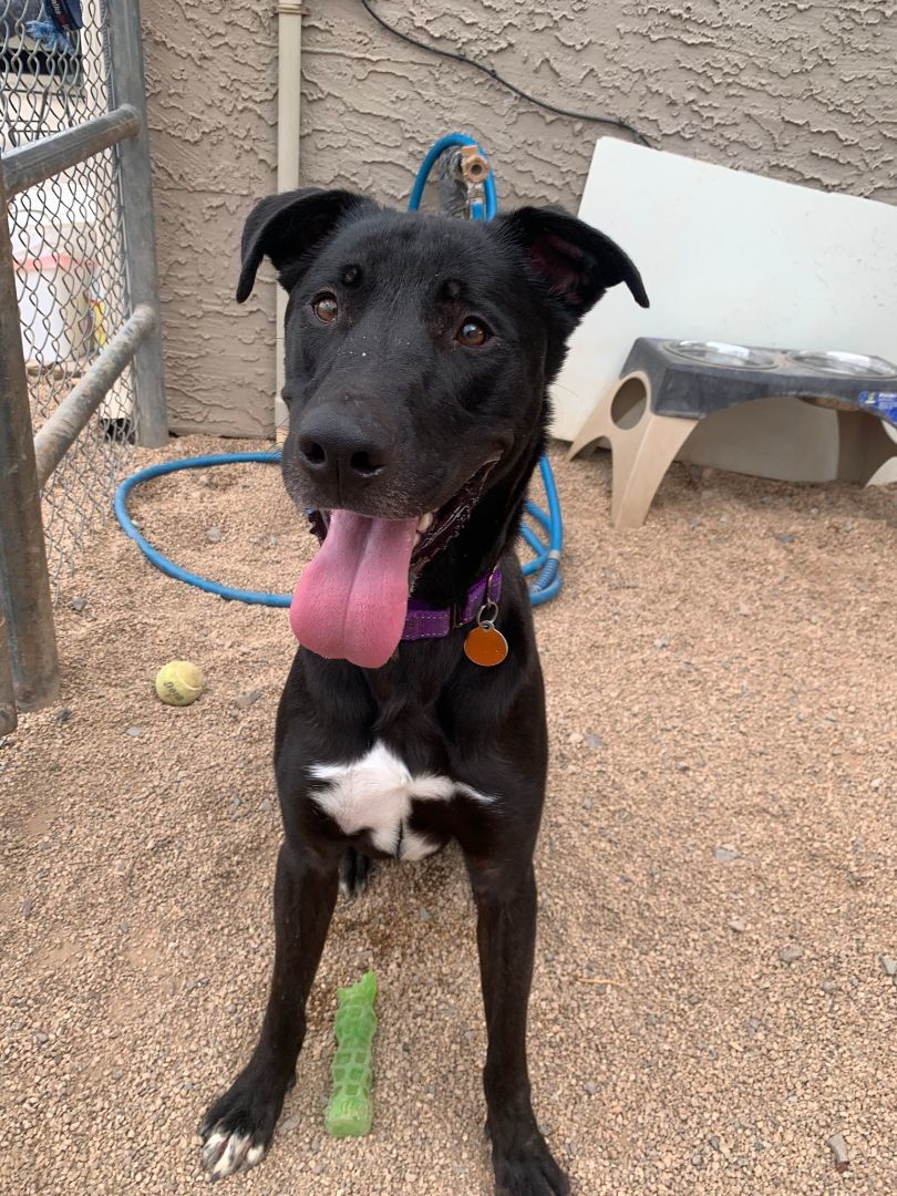 Mickey, a Adoptable mixed breed in Glendale, AZ image 2/6