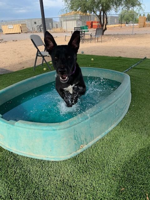 Mickey, a Adoptable mixed breed in Glendale, AZ image 3/6