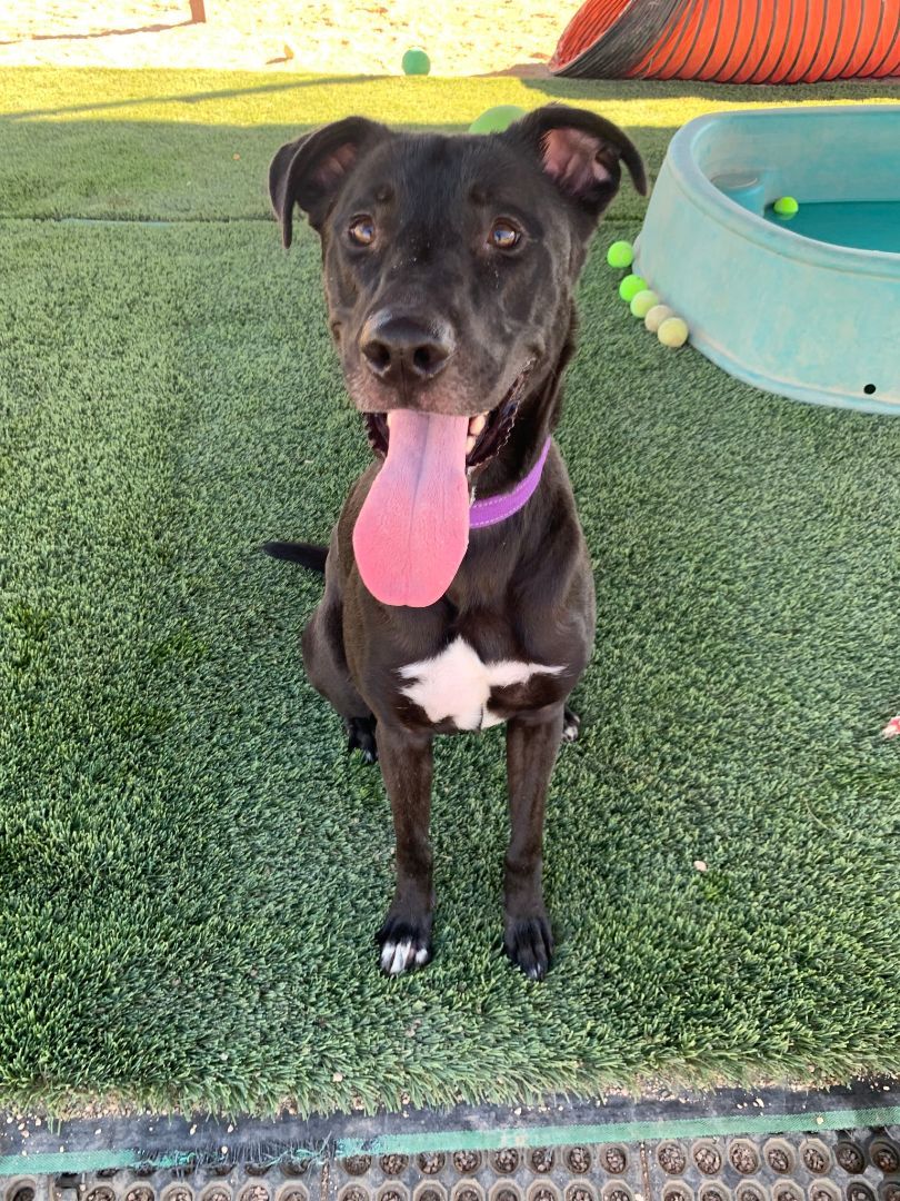 Mickey, a Adoptable mixed breed in Glendale, AZ image 4/6