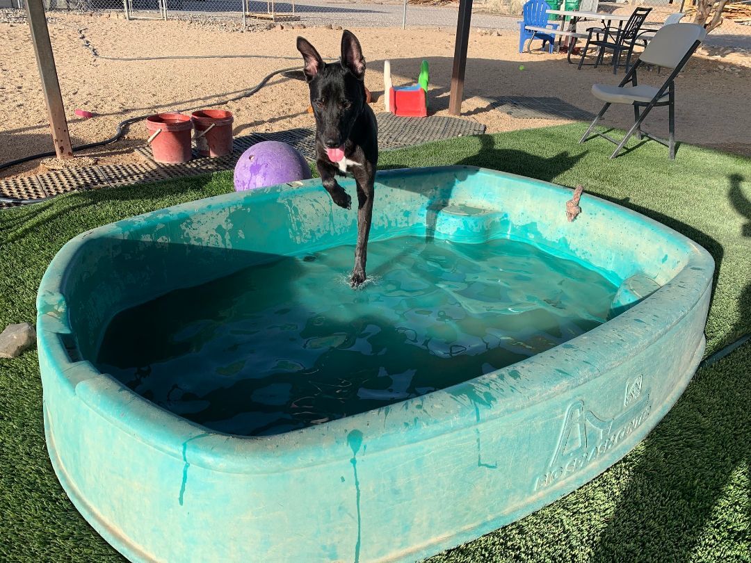 Mickey, a Adoptable mixed breed in Glendale, AZ image 6/6