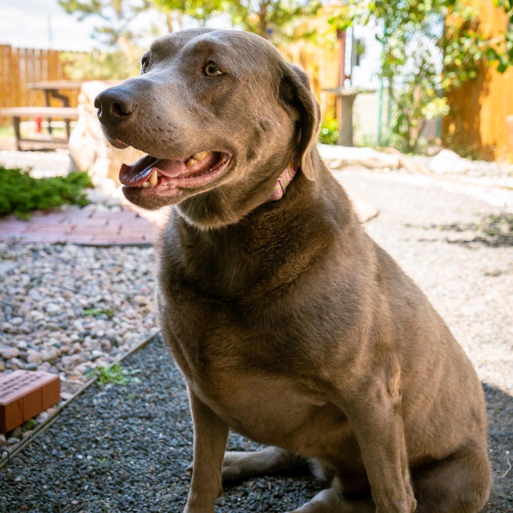 Enlarge Lavern, a Adoptable Labrador Retriever in Cheyenne, WY image 1/6