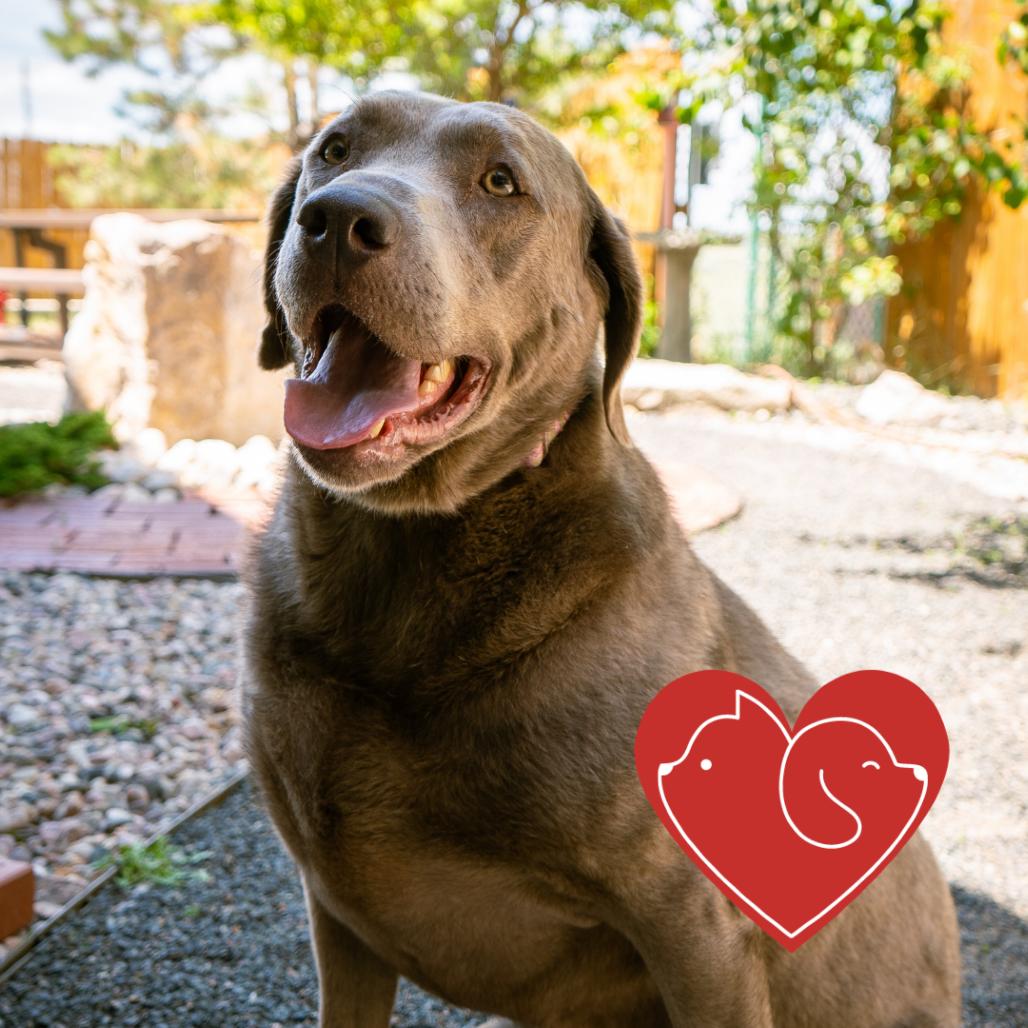 Enlarge Lavern, a Adoptable Labrador Retriever in Cheyenne, WY image 2/6