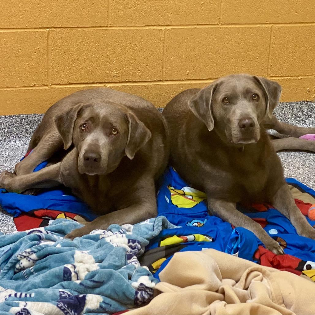 Enlarge Lavern, a Adoptable Labrador Retriever in Cheyenne, WY image 3/6