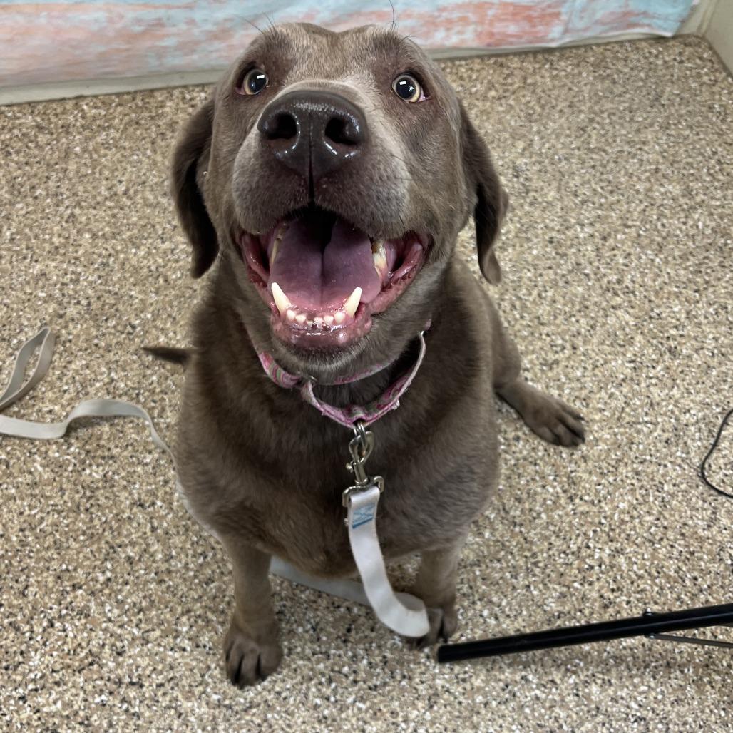 Lavern, Adoptable, Senior Female Labrador Retriever.