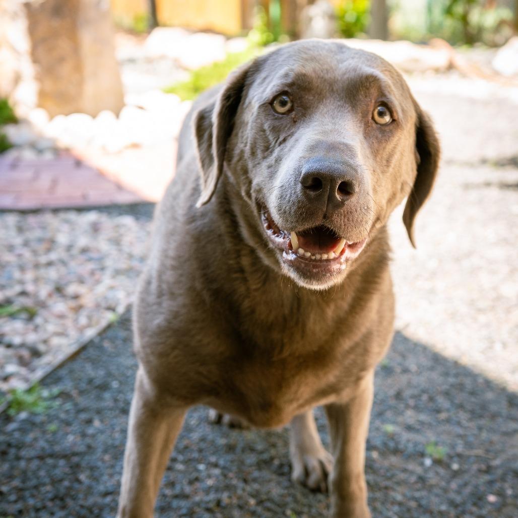 Enlarge Lavern, a Adoptable Labrador Retriever in Cheyenne, WY image 4/6