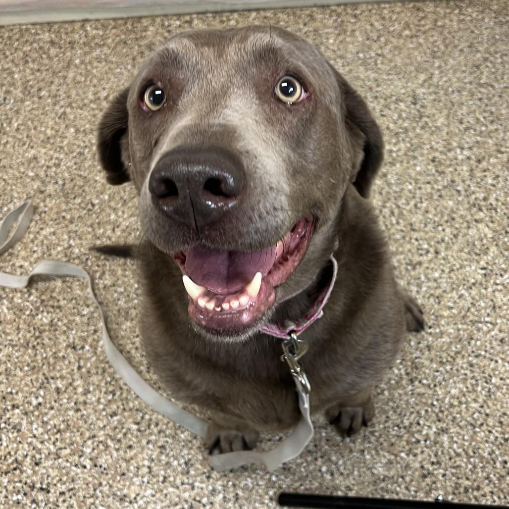 Enlarge Lavern, a Adoptable Labrador Retriever in Cheyenne, WY image 2/2