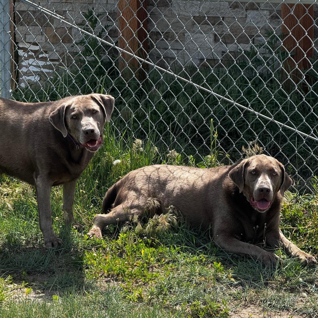Enlarge Lavern, a Adoptable Labrador Retriever in Cheyenne, WY image 6/6