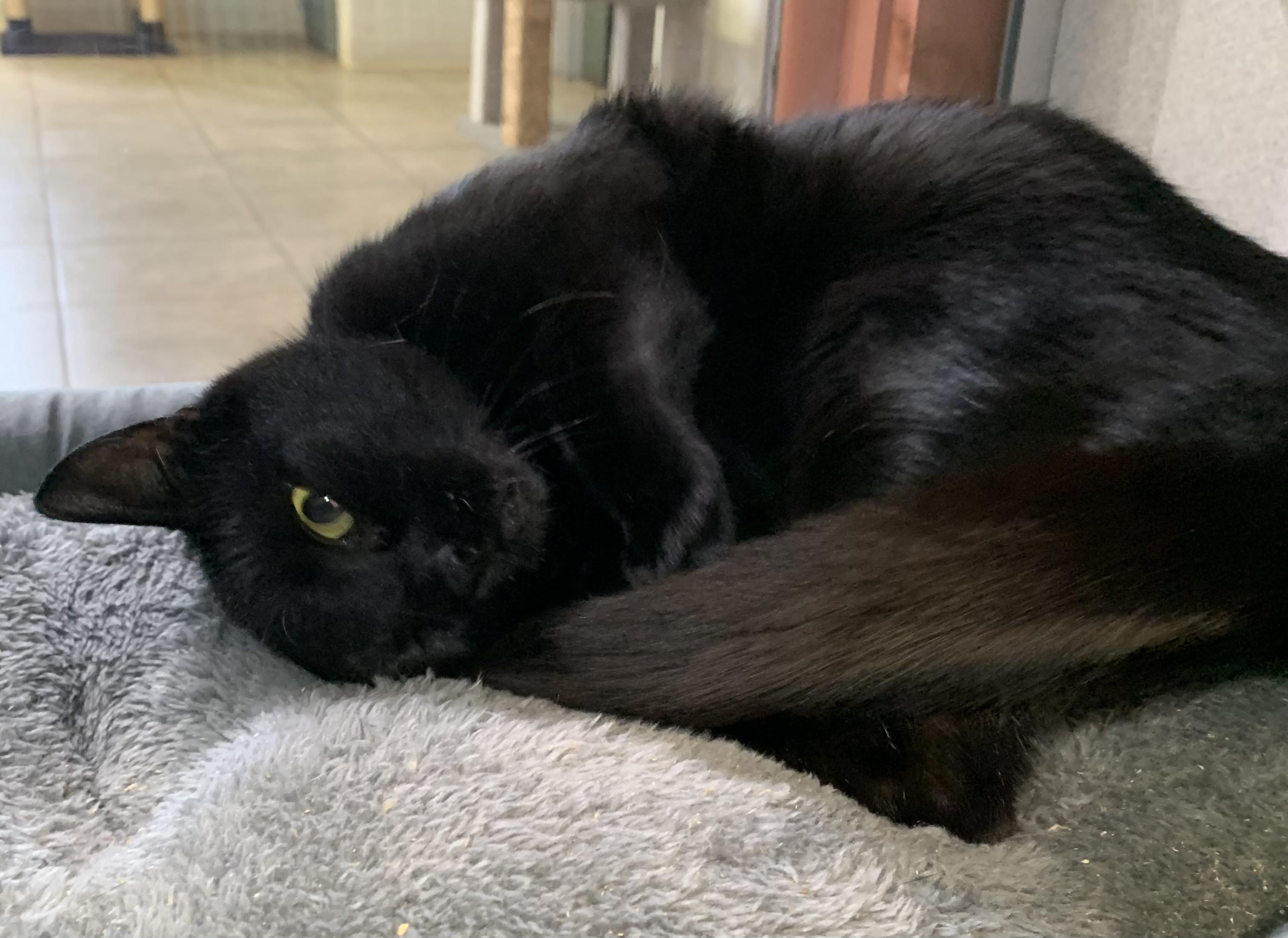 Mina, a ADOPTABLE mixed breed in Massena, NY image 4/5