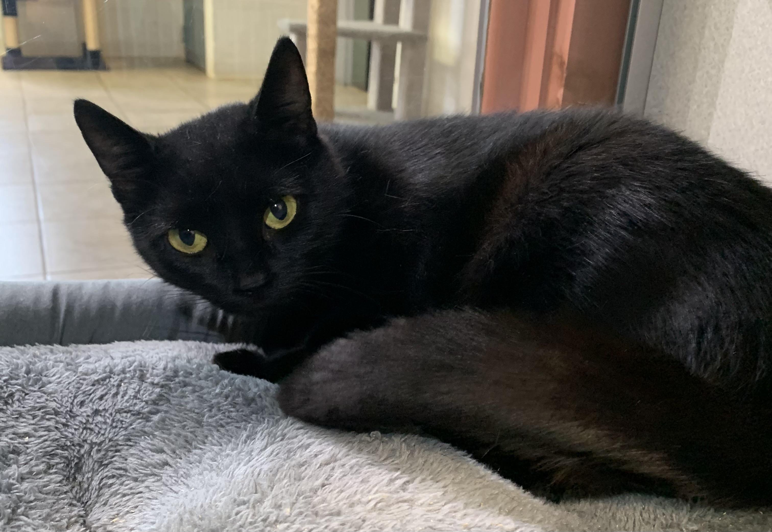 Mina, ADOPTABLE, Young Female Domestic Short Hair.