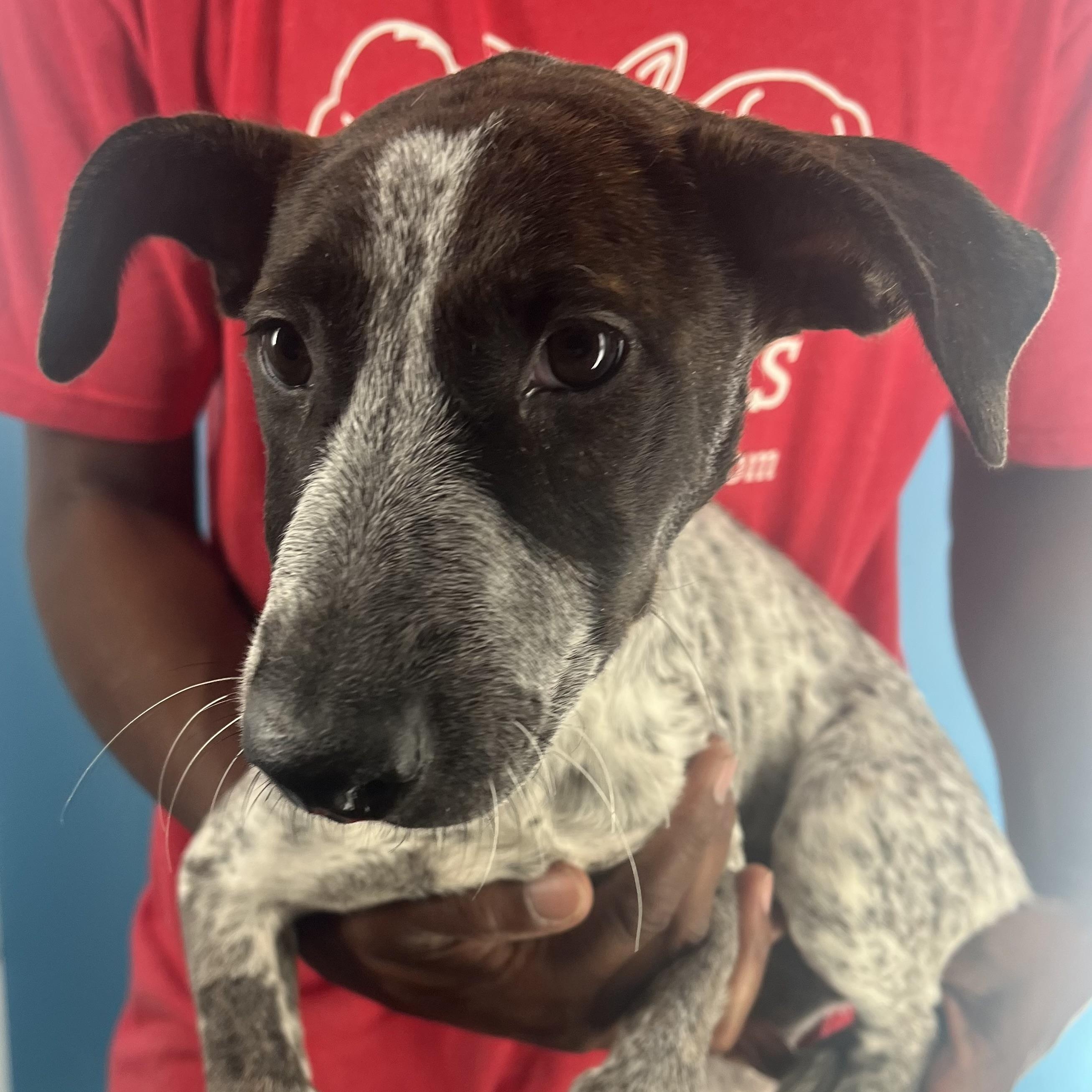 Shelly - Local Dec 19-21, a Adoptable mixed breed in Happy Valley , OR image 3/6