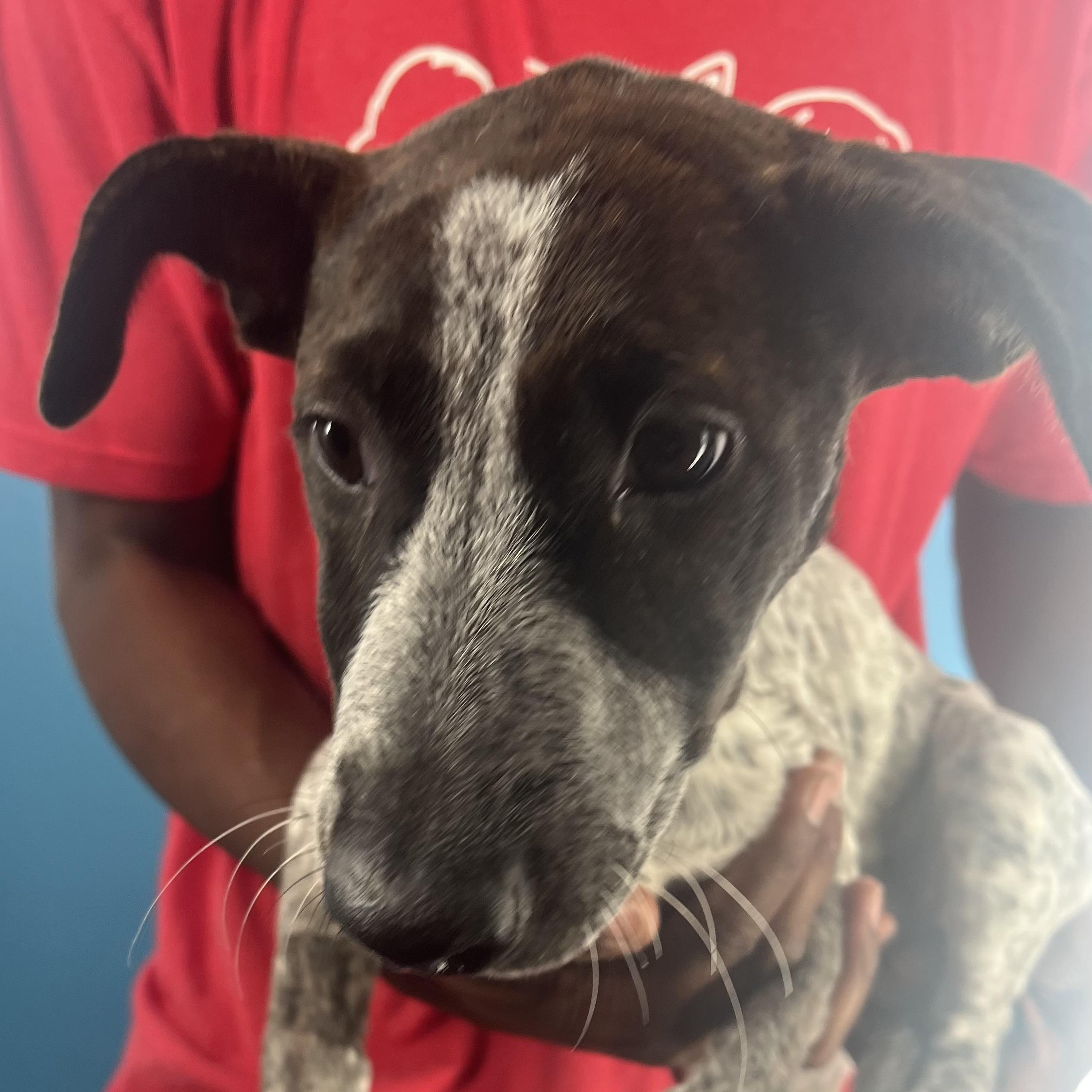 Shelly - Local Dec 19-21, a Adoptable mixed breed in Happy Valley , OR image 6/6